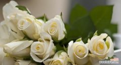 探秘白玫瑰的象征意义及传达的情感 白玫瑰花语与寓意