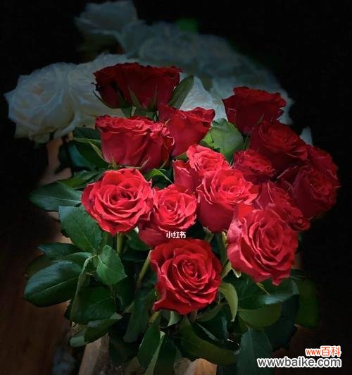 揭秘白玫瑰和红玫瑰的背后故事 白玫瑰与红玫瑰的象征意义