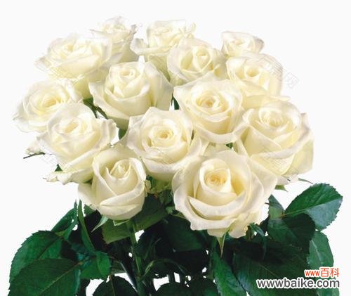 纯洁无瑕的白色情感之花 白玫瑰花的代表意义