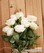 透过花语解读白玫瑰的内涵与情感 白玫瑰花的寓意与象征意义