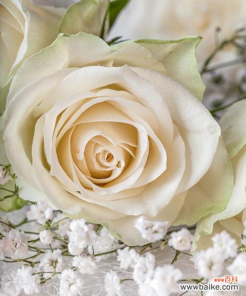 以白玫瑰数量代表的含义及其深层意义 白玫瑰的寓意与象征