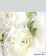 以白玫瑰数量代表的含义及其深层意义 白玫瑰的寓意与象征