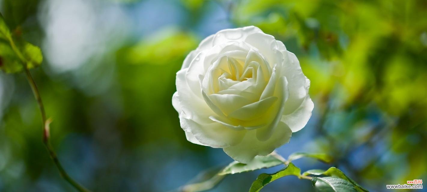 揭秘白玫瑰的美丽含义与传说 白玫瑰花语