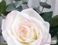 白玫瑰花语的含义及适用对象详解 白玫瑰花语