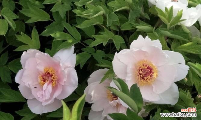 追寻白牡丹的花香 白牡丹的花语