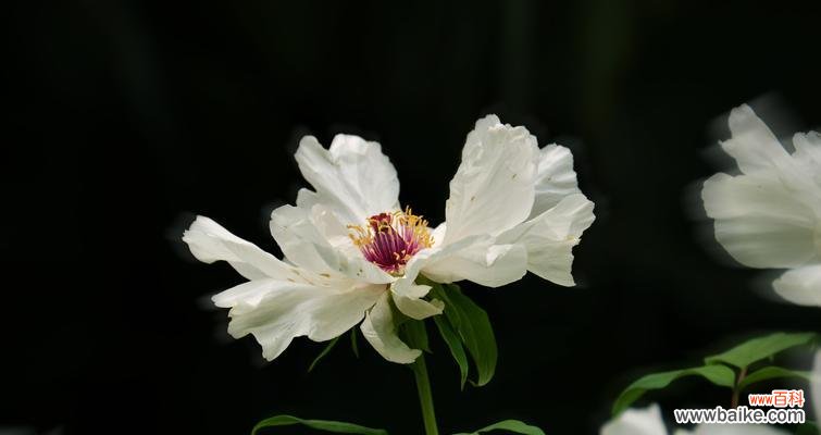 追寻白牡丹的花香 白牡丹的花语