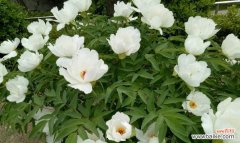 追寻白牡丹的花香 白牡丹的花语