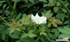 探寻白蔷薇的纯洁 白蔷薇的花语与象征意义