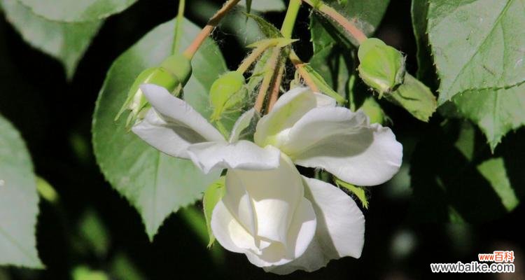 探寻白蔷薇的纯洁 白蔷薇的花语与象征意义