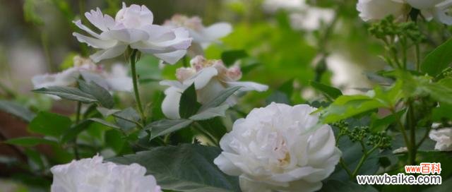传递真挚情感的美丽白蔷薇 白蔷薇的花语