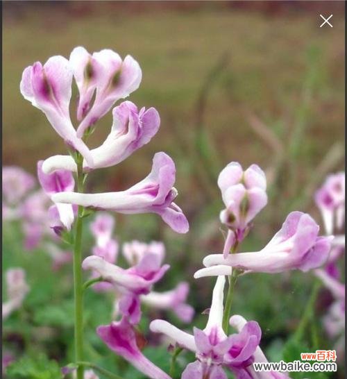 用花语传递深情 相思之花,心灵的纽带