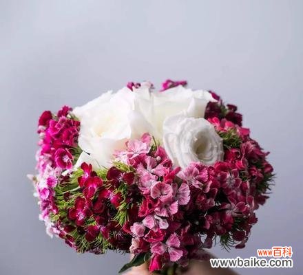 探寻喜欢的花所传递的情感和意义 花开心意，花语传情