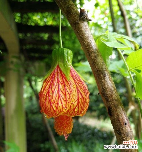 唤醒内心希望的花朵悦动 以花语传达希望的鲜花之美