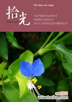 唤醒内心希望的花朵悦动 以花语传达希望的鲜花之美