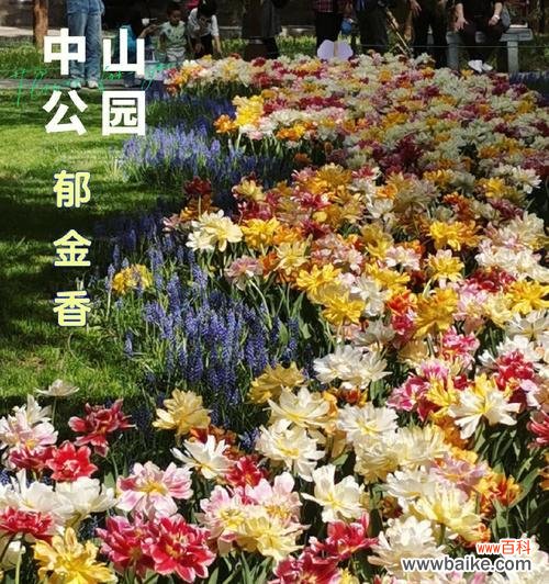 唤醒内心希望的花朵悦动 以花语传达希望的鲜花之美