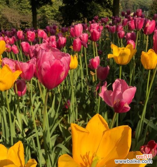 探寻花语中的吉祥之意 花语中的幸运之花