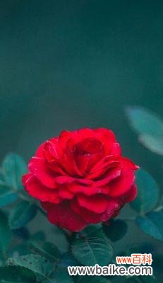 探寻花语中的吉祥之意 花语中的幸运之花