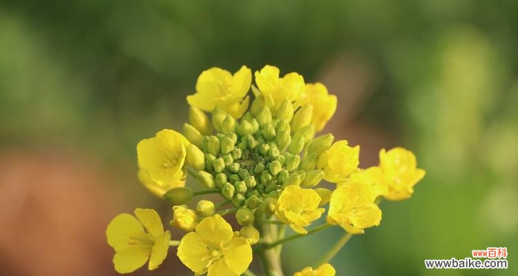 探寻花语中的吉祥之意 花语中的幸运之花