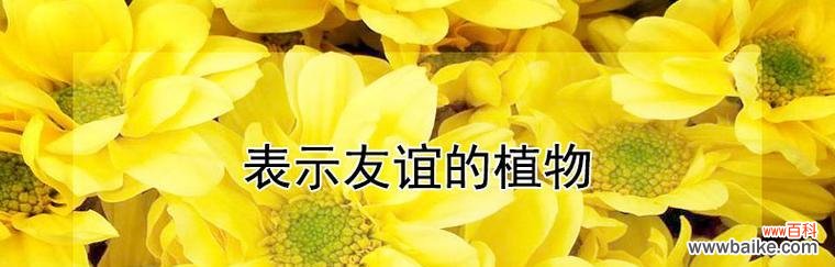 以花语表达爱意 花语中的心动之花