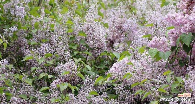 寻找忧愁表达之语的迷人植物世界 忧愁的花花语