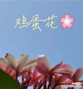 以表示慵懒的花为主题 慵懒花语