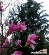 以代表英雄的花为主题 英雄花语