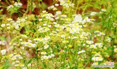 以花语表达最深情的再见 再见的花-告别的美丽