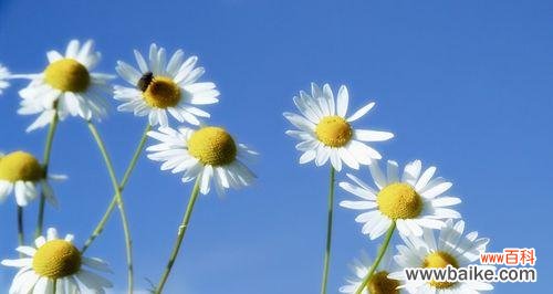 以花为媒介 花语传递的原谅之意