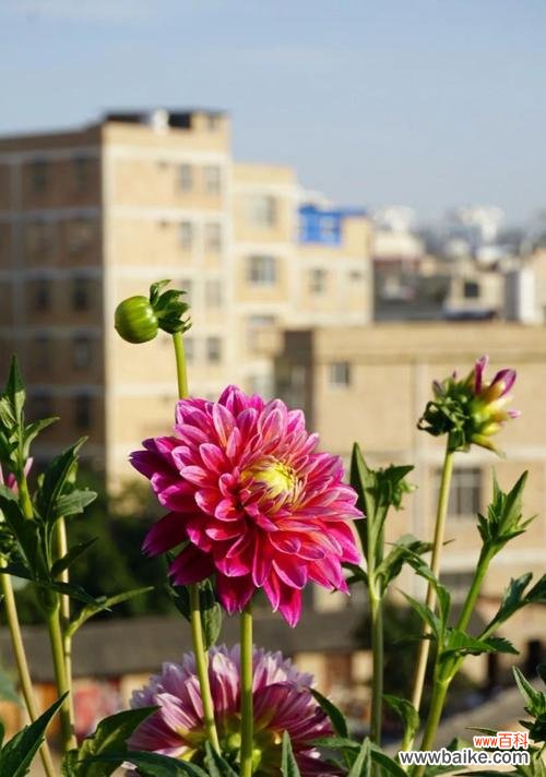 以花为媒介 花语传递的原谅之意