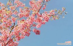 以花为媒介 花语传递的原谅之意