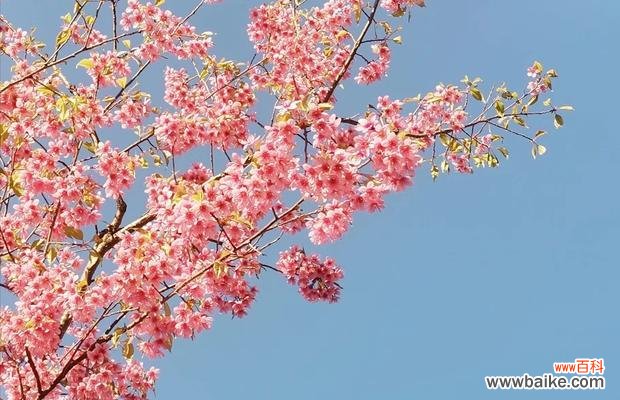 以花为媒介 花语传递的原谅之意