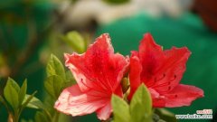 用花语传递永恒的友谊情谊 花开友谊长存——以表示友谊长存的花花语为主题的文章