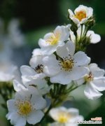 倾诉心声 白蔷薇花语与爱情的奇妙联结