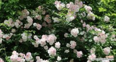 纯洁的花朵中蕴含的深情 白蔷薇