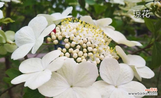 探寻白琼花的花语和文化内涵 白琼花