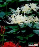 彼岸花的美丽与象征 白色彼岸花的花语——纯洁与希望