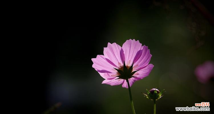 揭秘白色波斯菊的吉祥寓意 白色波斯菊的花语