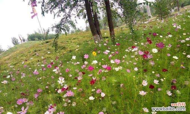 揭秘白色波斯菊的吉祥寓意 白色波斯菊的花语