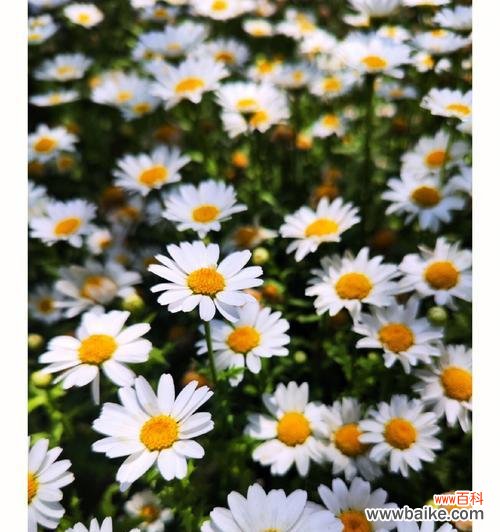 花开在四季 白色雏菊的花语——纯洁与真爱