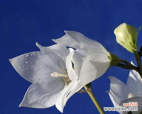 桔梗花语揭示的意义与象征 白色桔梗花的花语