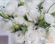 探索白色桔梗花所传达的美好寓意和象征意义 白色桔梗花的寓意与象征——清新、纯洁与希望