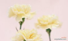 纯洁与爱的化身——白色康乃馨的美丽故事 白色康乃馨的象征意义