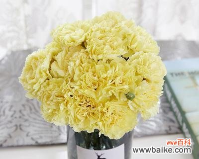 白色康乃馨的花语及寓意 白色康乃馨