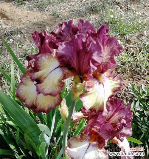 以花为媒介 友情的花——用花语表达真挚友谊