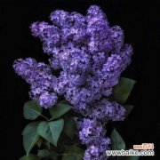 探索花朵中的忧郁世界 忧郁的花