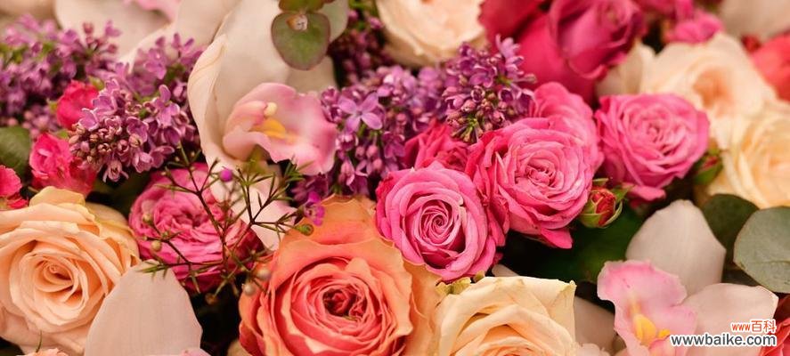 以花语为纽带 用花语表达祝福的美丽花朵