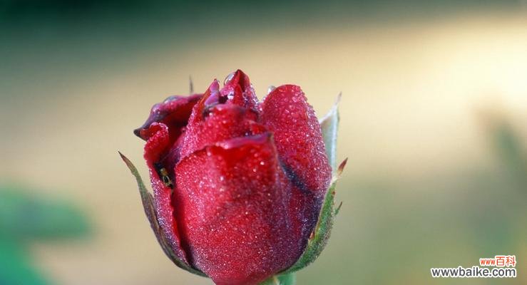 以花语为纽带 用花语表达祝福的美丽花朵