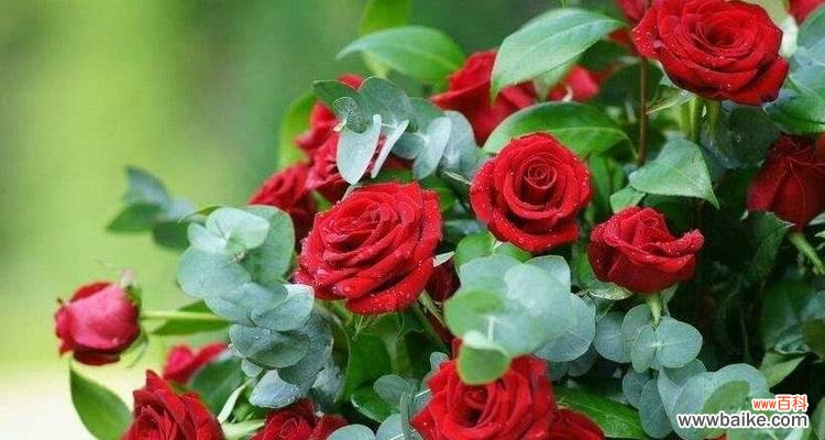 探寻重逢的花之语 花语重逢，绽放爱恋