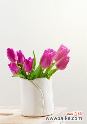 以花语表达尊敬之心 花开以尊敬老人