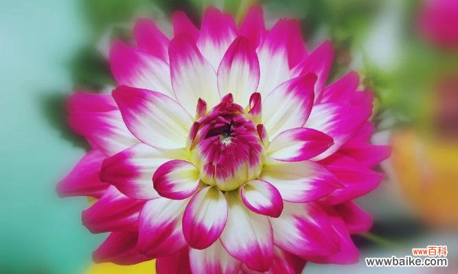 深入了解花语 尊敬的花